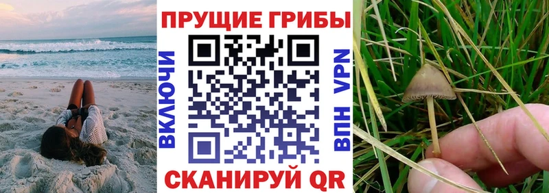 OMG зеркало  Куровское  мориарти официальный сайт  Галлюциногенные грибы Psilocybe 